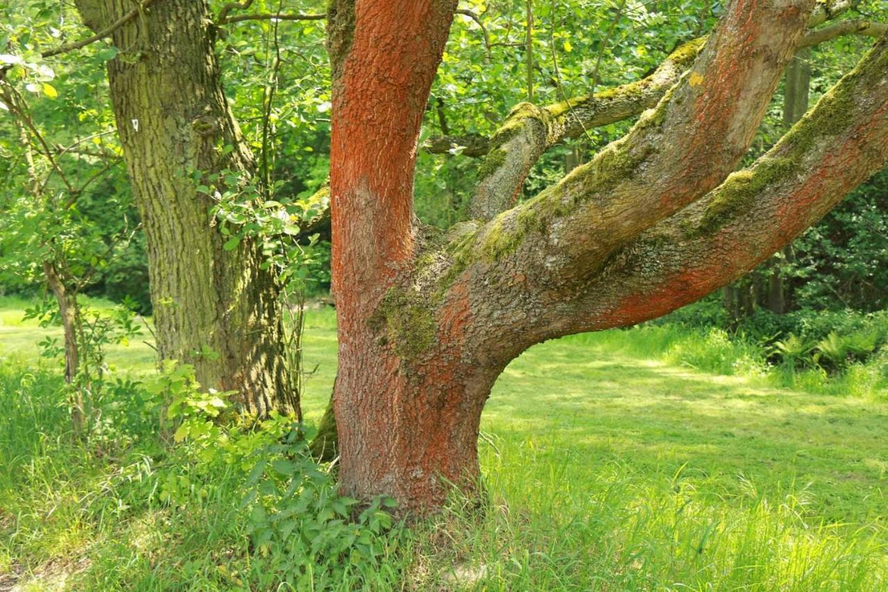 Konigsfeld Biohof Buschmuehleアパートメント エクステリア 写真